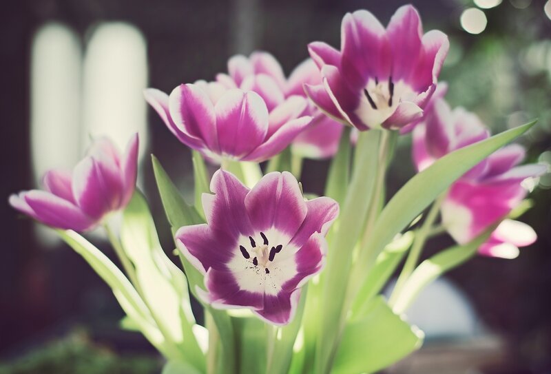 Purple Tulips in Bloom — Serene, Spring, Photograph, Green Leaves, Sunlight