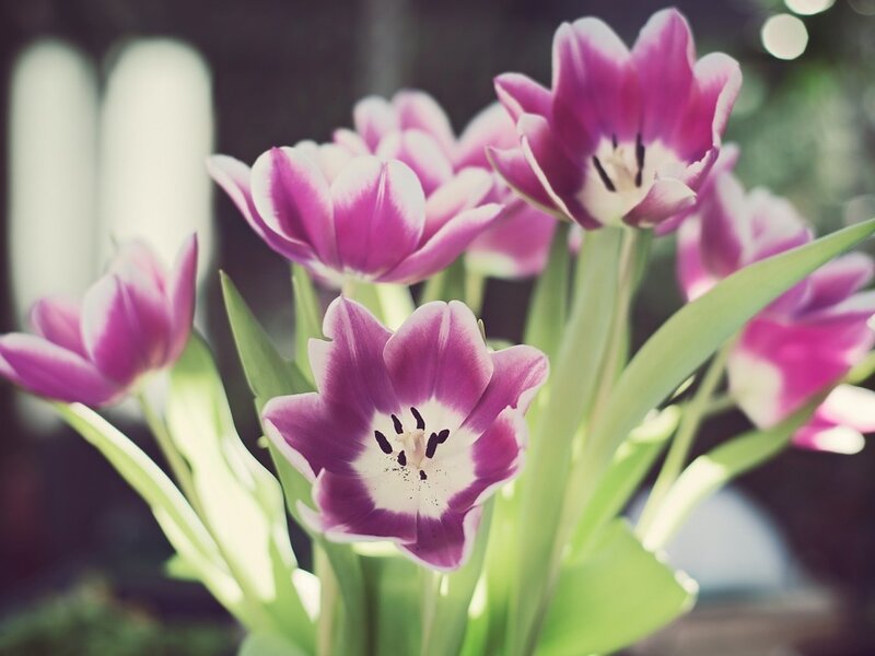 Purple Tulips in Bloom — Serene, Spring, Photograph, Green Leaves