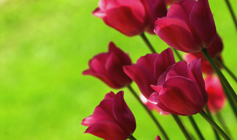 Purple Tulips in Bloom — Serene, Spring, Photograph