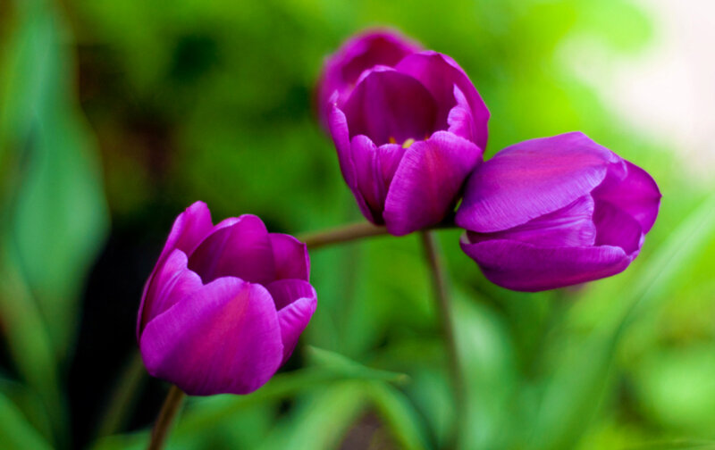 Purple Tulips in Bloom — Serene, Spring