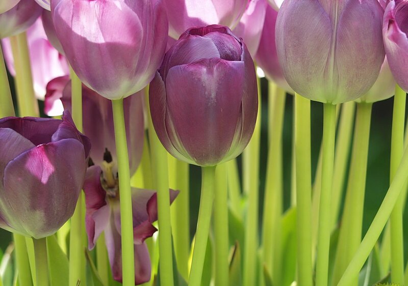 Purple Tulips in Bloom — Serene