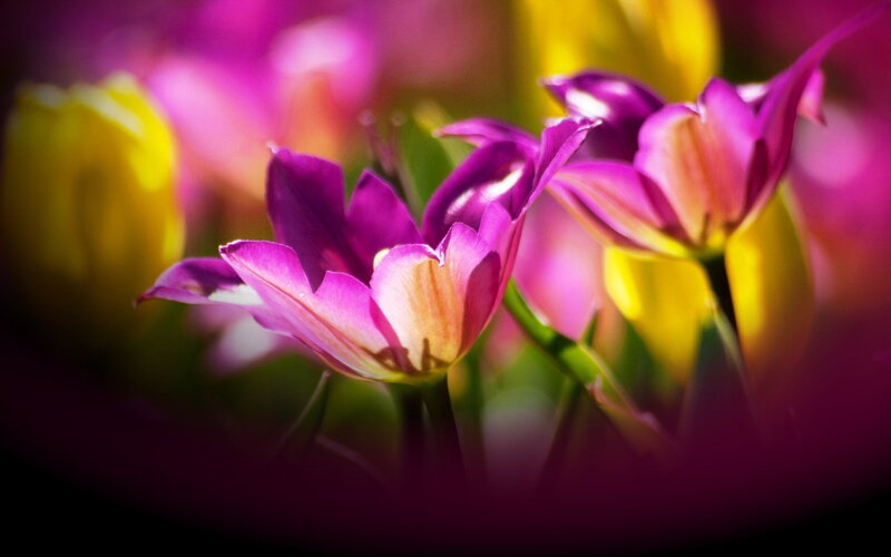 Purple Tulips in Bloom — Vibrant, Afternoon