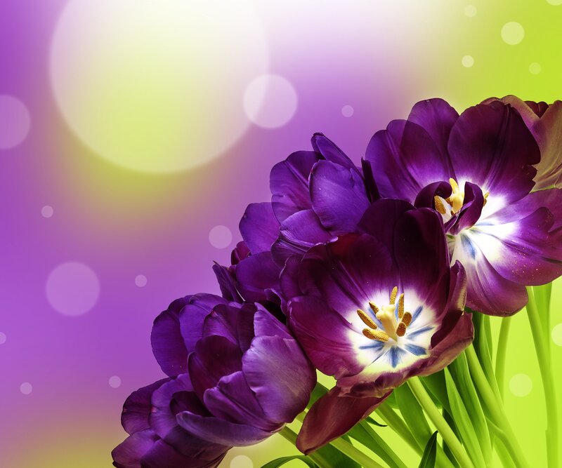 Purple Tulips in Bloom — Vibrant, Spring, Photograph