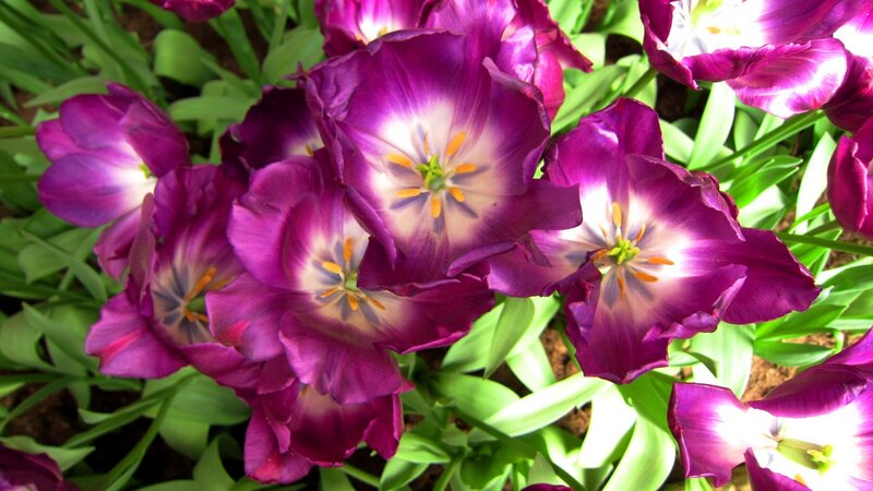 Purple Tulips in Bloom — Vibrant, Spring