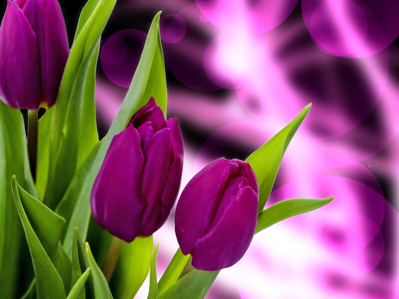 Purple Tulips in Bloom — Vibrant