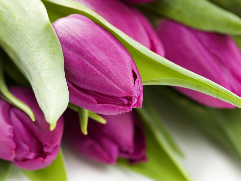 Purple Tulips in Bouquet — Calm