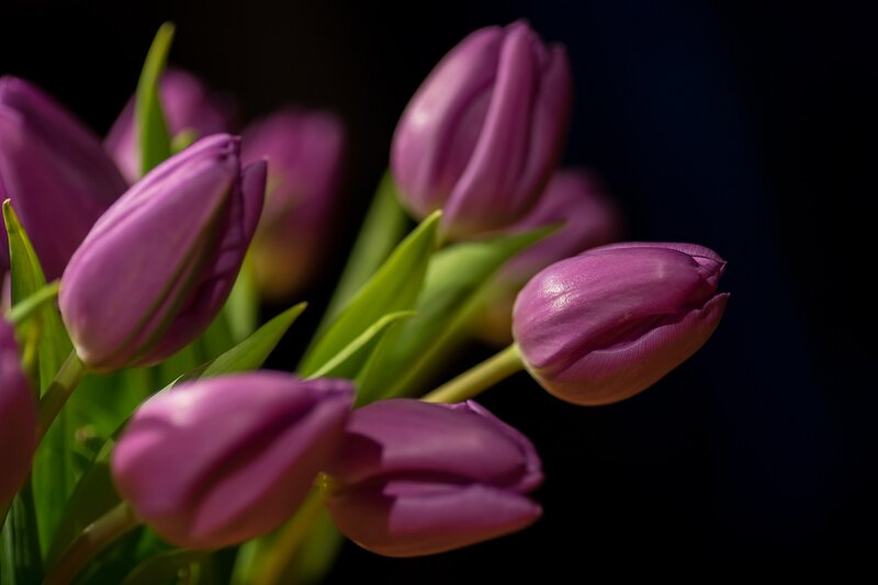 Purple Tulips in Bouquet — Dramatic, Photograph, Green Leaves