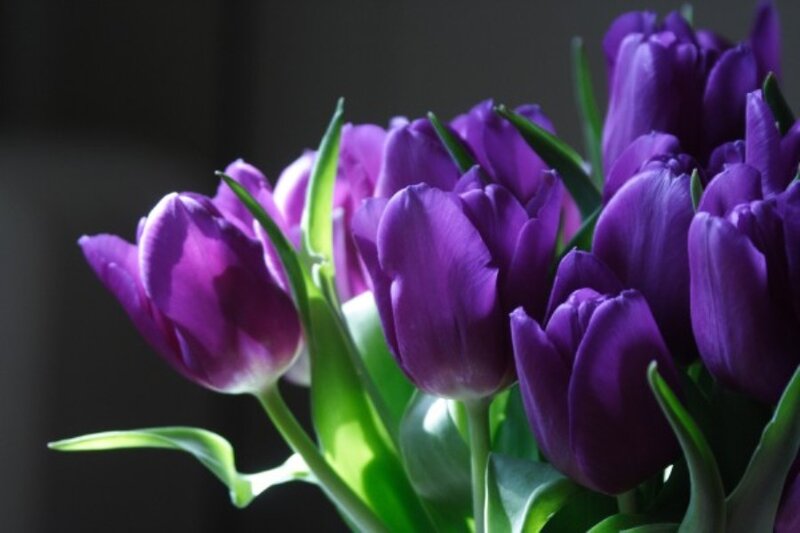 Purple Tulips in Bouquet — Dramatic