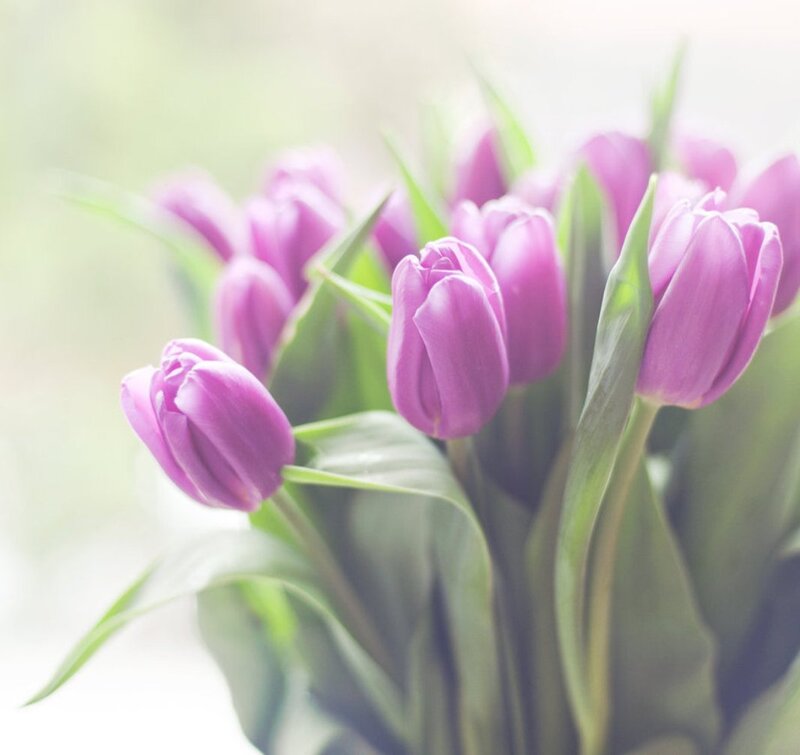 Purple Tulips in Bouquet — Serene