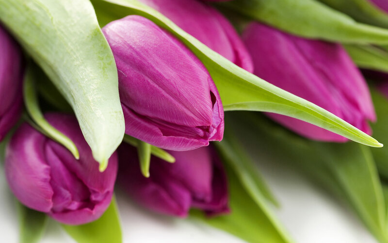 Purple Tulips in Bouquet