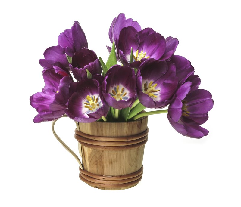 Purple Tulips in Bucket