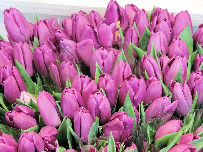 Purple Tulips in Bunches