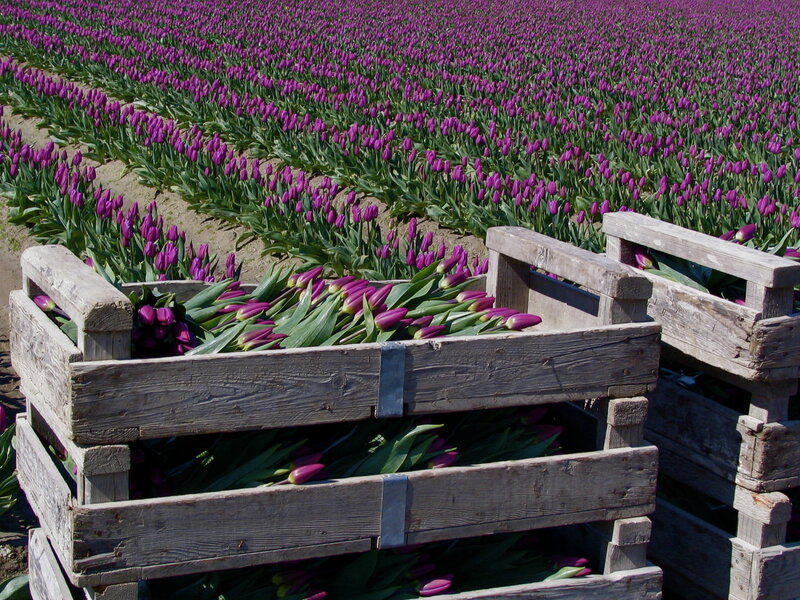 Purple Tulips in Crates