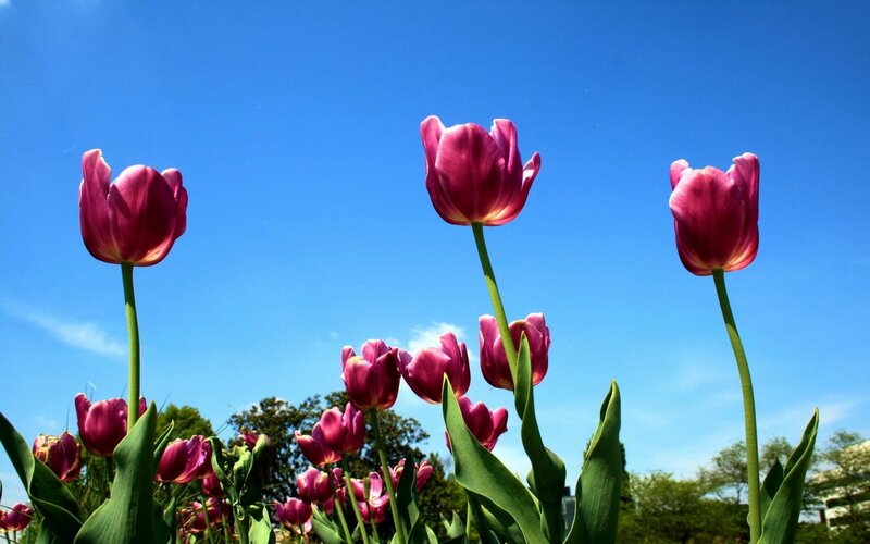 Purple Tulips in Field — Blue