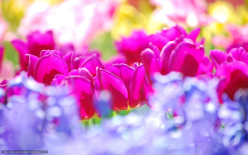 Purple Tulips in Field — Bright, Afternoon