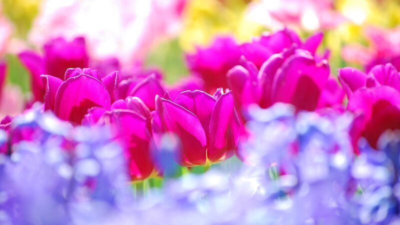 Purple Tulips in Field — Bright, Spring
