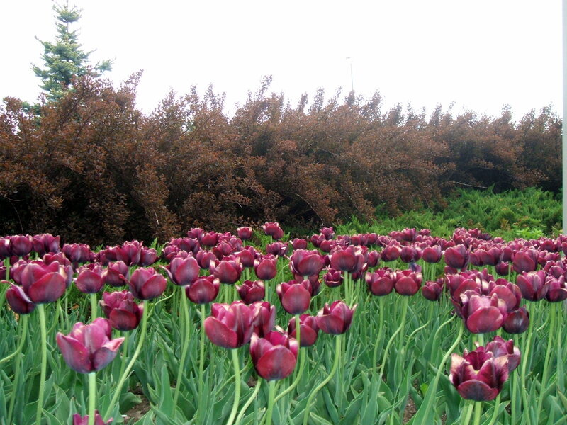 Purple Tulips in Field — Calm