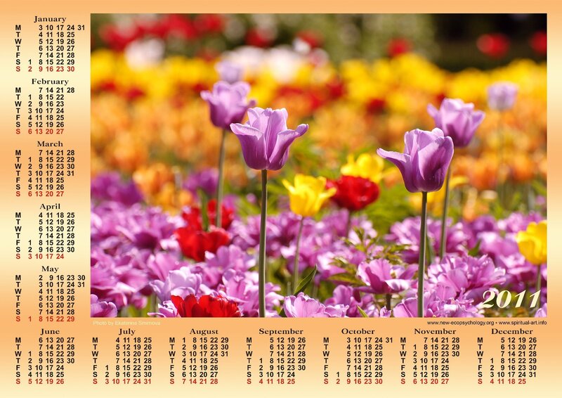 Purple Tulips in Field — Colorful