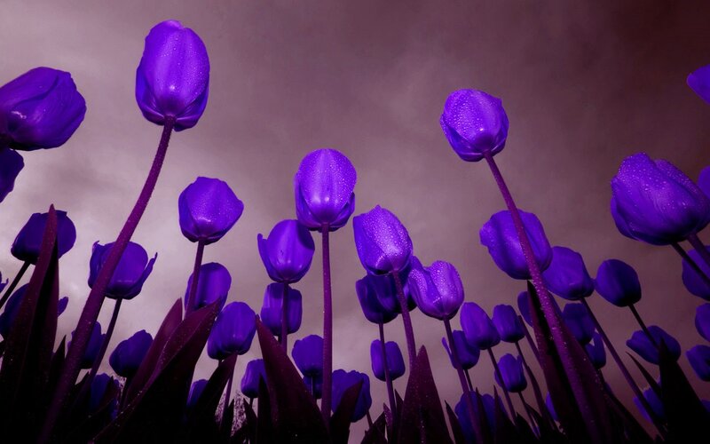Purple Tulips in Field — Dramatic, Digital Art