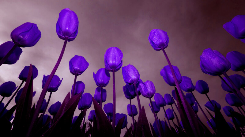 Purple Tulips in Field — Dramatic