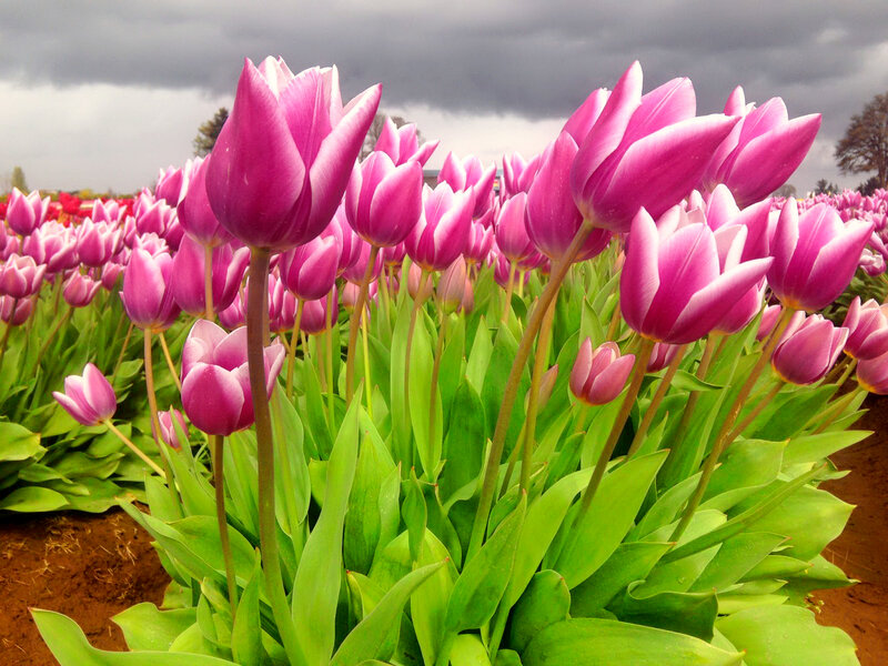 Purple Tulips in Field — Pink, Dramatic