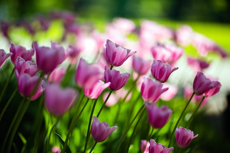 Purple Tulips in Field — Pink, Serene