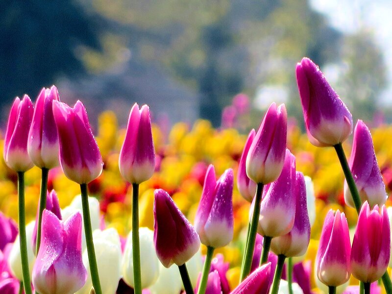 Purple Tulips in Field — Pink