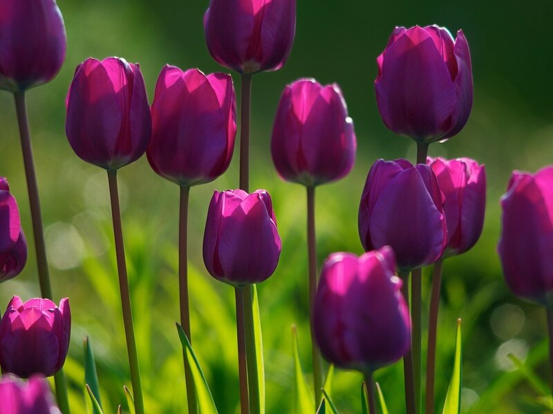 Purple Tulips in Field — Serene, Afternoon, Photograph