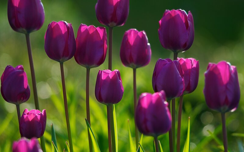 Purple Tulips in Field — Serene, Afternoon