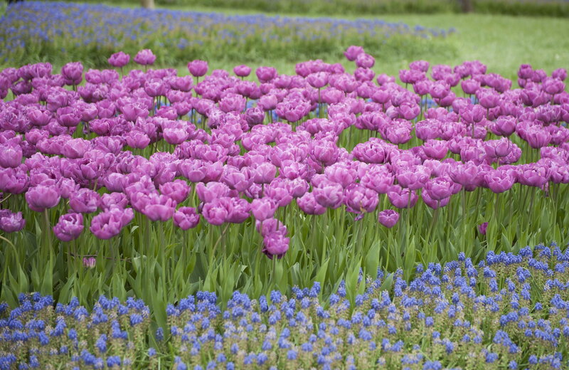 Purple Tulips in Field — Serene, Spring, Photograph, Blue Flowers