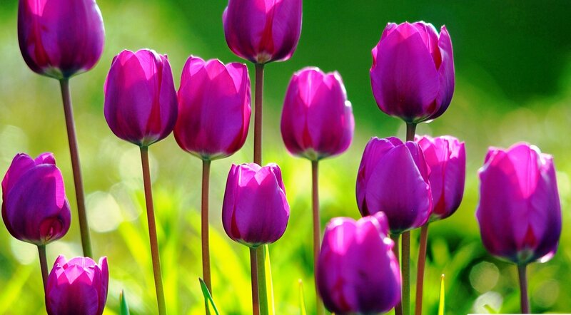 Purple Tulips in Field — Serene, Spring, Photograph, Flowers, Stems