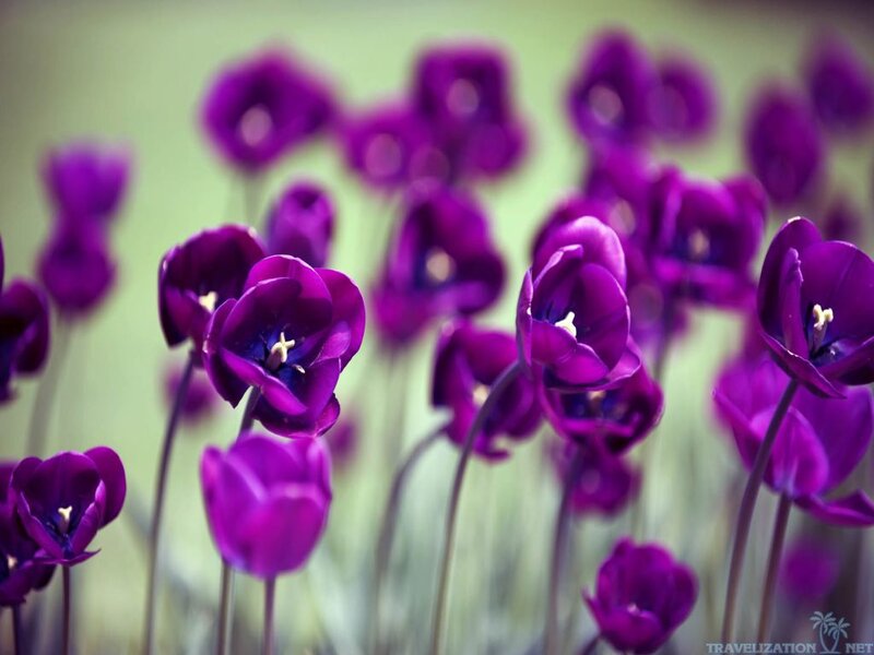 Purple Tulips in Field — Serene, Spring, Photograph, Flowers