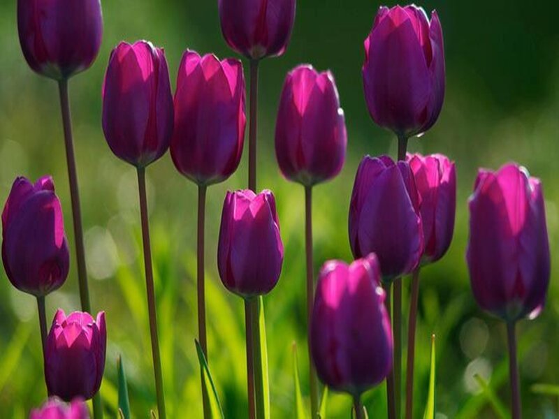 Purple Tulips in Field — Serene, Spring, Photograph, Green Grass, Sunlight