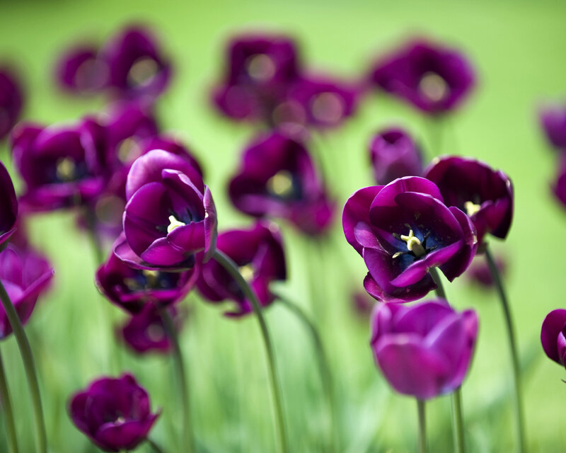 Purple Tulips in Field — Serene, Spring, Photograph, Green Grass