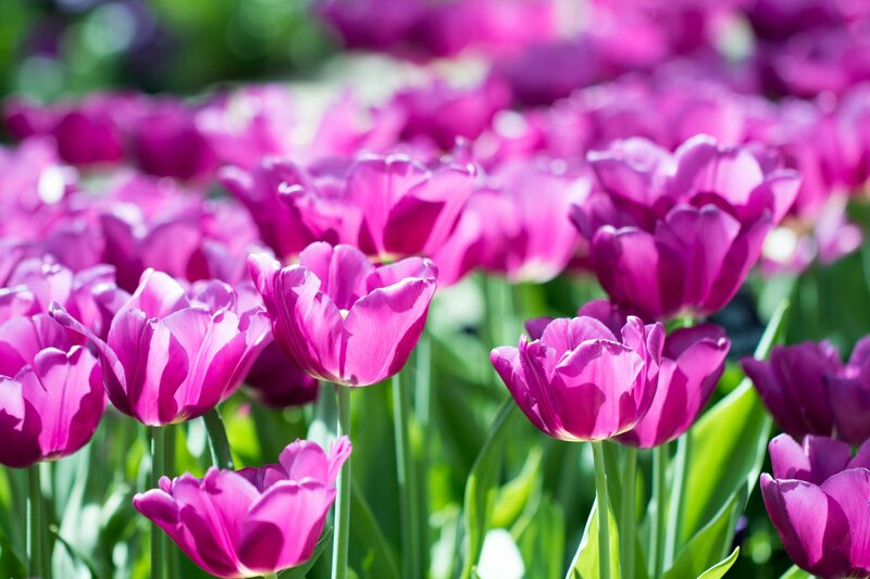 Purple Tulips in Field — Serene, Spring, Photograph, Green Leaves