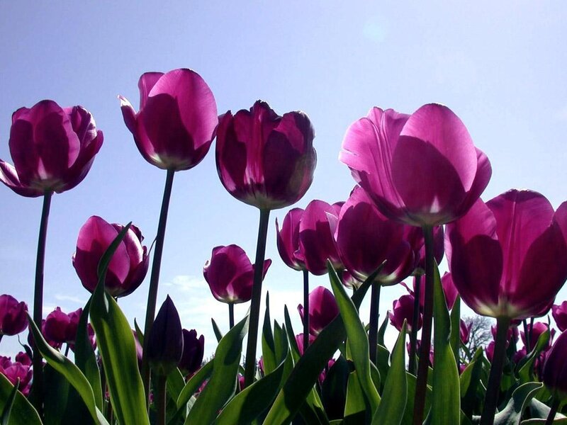 Purple Tulips in Field — Serene, Spring, Photograph