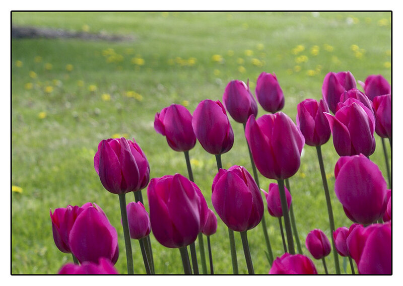 Purple Tulips in Field — Serene, Spring