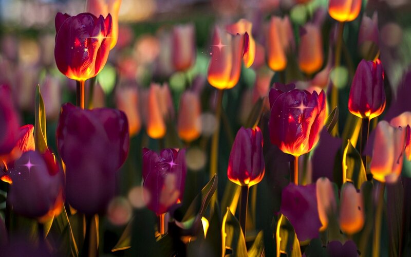 Purple Tulips in Field — Serene, Sunset