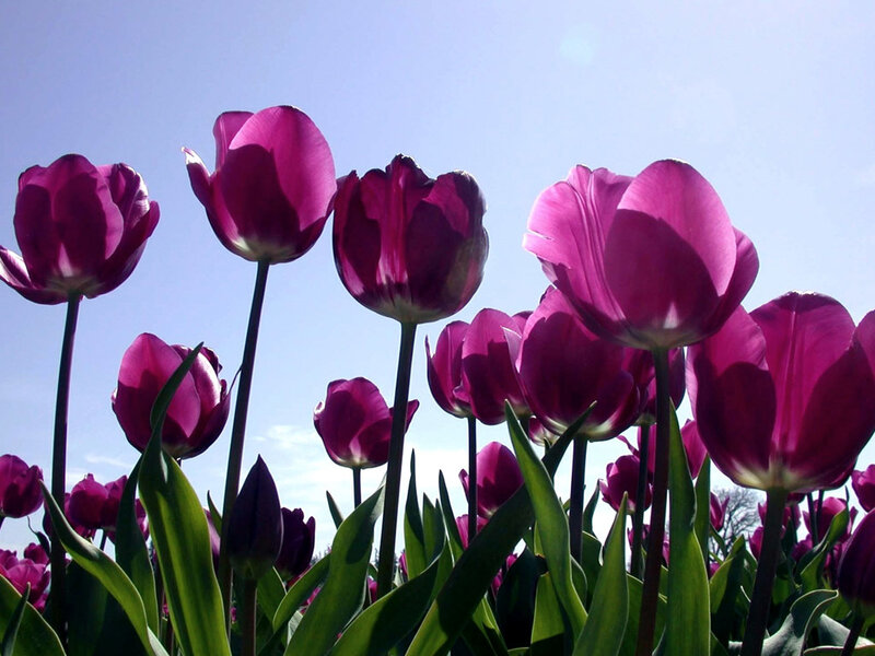Purple Tulips in Field — Serene