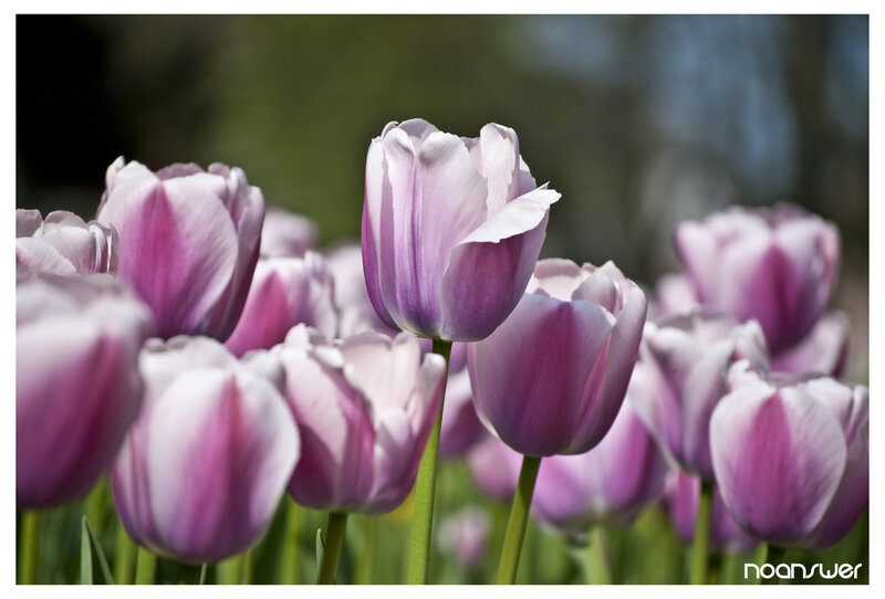 Purple Tulips in Field