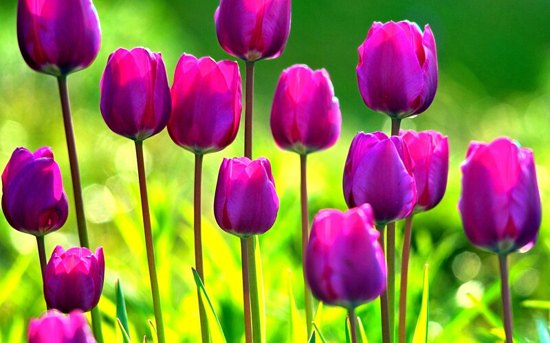 Purple Tulips in Field — Vibrant, Spring