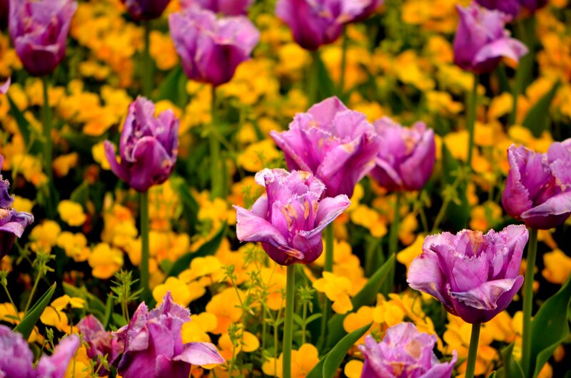 Purple Tulips in Field — Vibrant