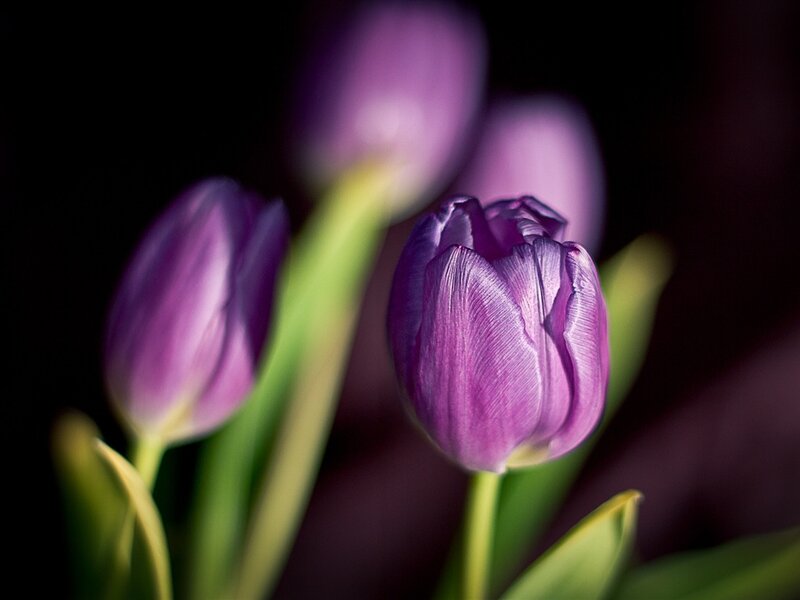 Purple Tulips in Focus — Dramatic, Photograph, Green Stems