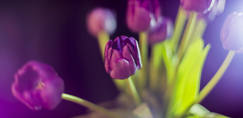 Purple Tulips in Focus — Dramatic, Photograph