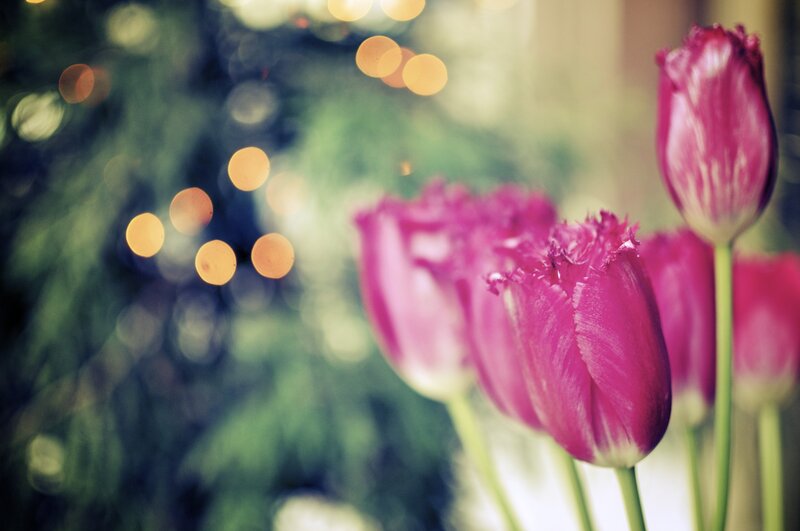 Purple Tulips in Focus — Pink