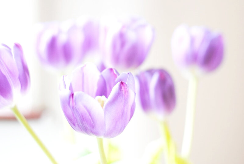 Purple Tulips in Focus — Serene, Photograph, Flowers