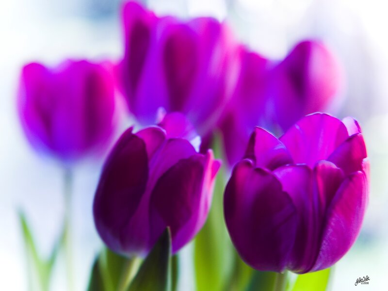 Purple Tulips in Focus — Serene, Photograph