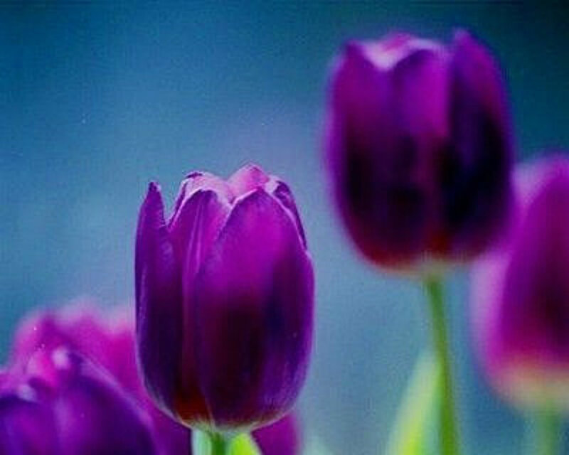 Purple Tulips in Focus — Serene, Photograph, Tulip