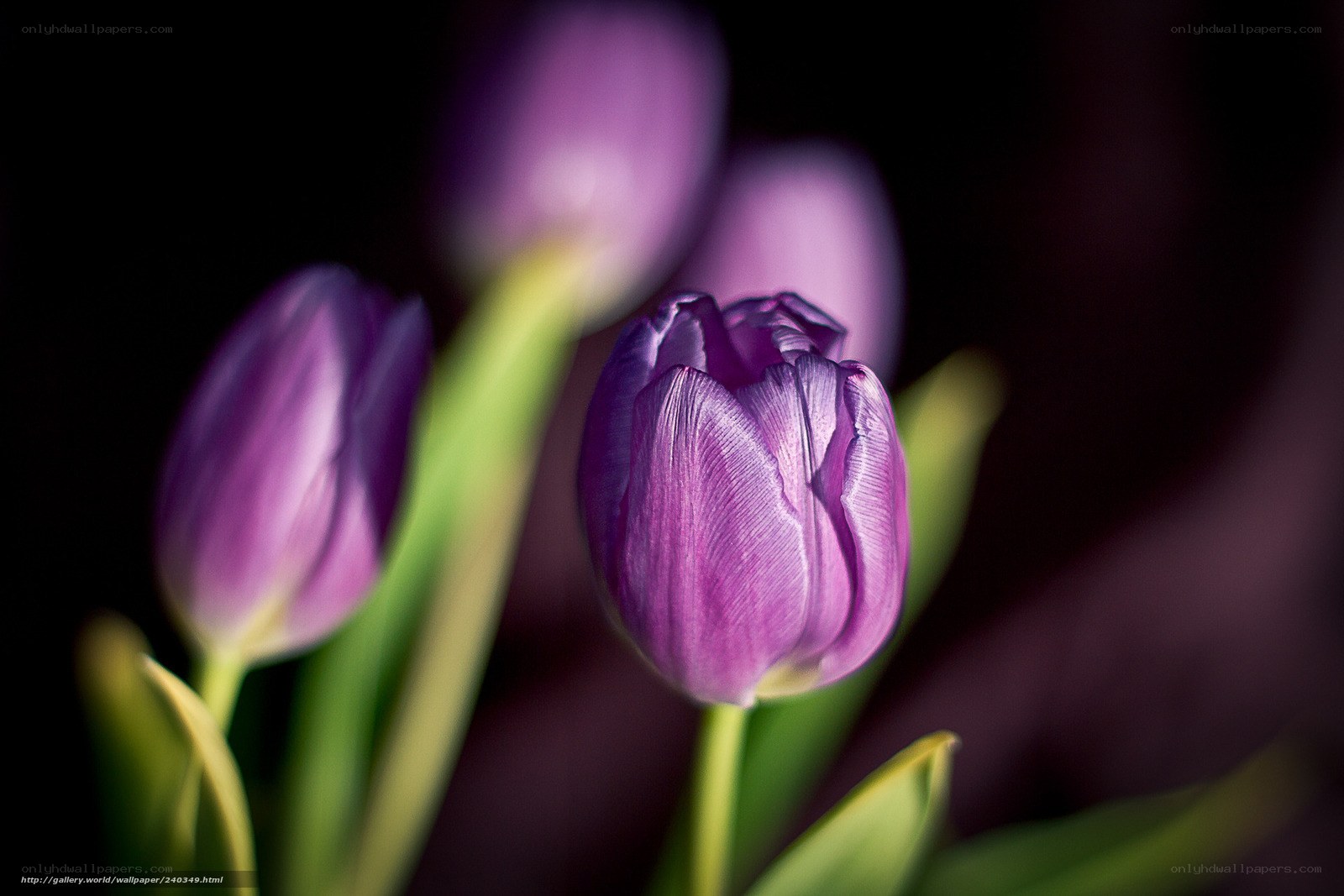 Purple tulips in focus