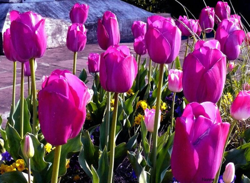 Purple Tulips in Garden — Bright